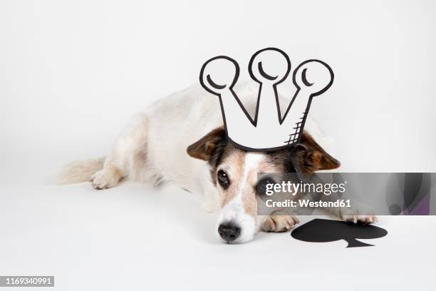 portrait of mongrel as king of spades with drawn crown - dog wearing suit stock illustrations