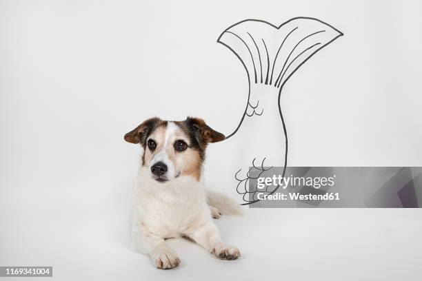 stockillustraties, clipart, cartoons en iconen met portrait of mongrel as aquarius with drawn fishtail lying on white ground - huisdierenkleding