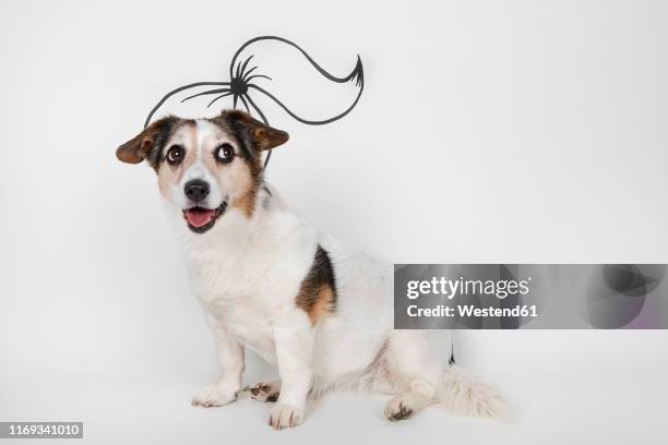 portrait of mongrel with drawn ponytail sitting in front of white background - hairstyle stock-grafiken, -clipart, -cartoons und -symbole