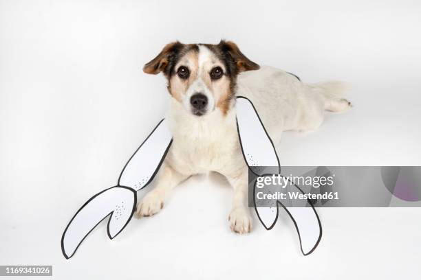 portrait of mongrel as cancer with drawn pincers lying on white ground - pet clothing stock illustrations