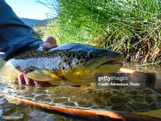 captura de trucha marrón y liberación de pesca con mosca - reo fotografías e imágenes de stock