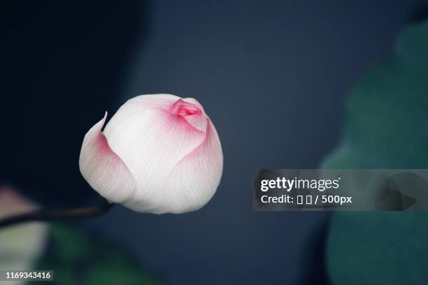 lotus - 森 stock-fotos und bilder