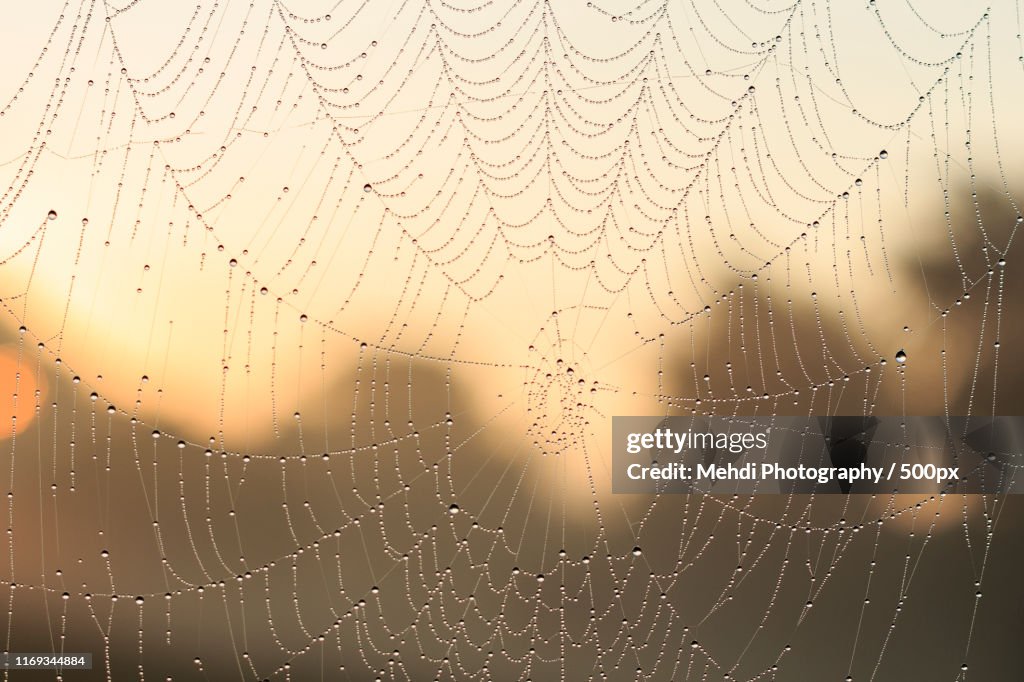Dewy spiders net in sunlight