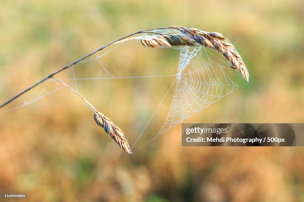 Spiders net on blade