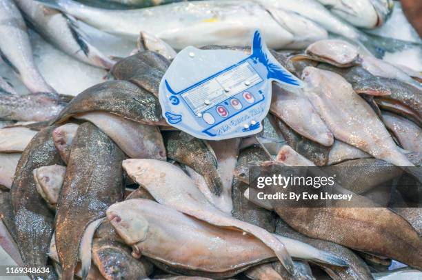small sole fish for sale in abastos market - sogliola foto e immagini stock