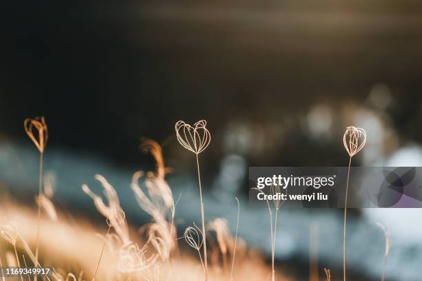 grass grows in gold creek reservoir in brookfield, brisbane in winter - australian winter landscape stock-fotos und bilder