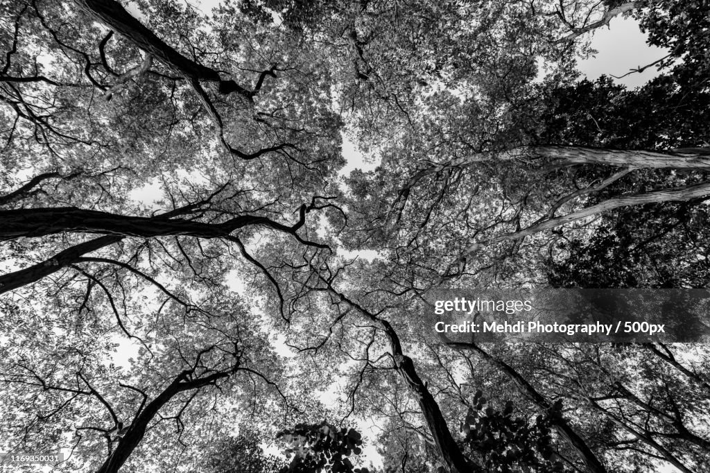 Treetops against sky