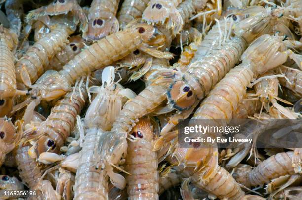 mantis shrimp in abastos food market - mantis shrimp stock pictures, royalty-free photos & images