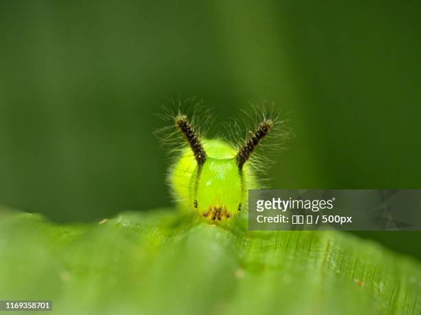 close-up of caterpillar - 王 stock pictures, royalty-free photos & images