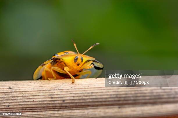 close-up of moth - 王 stock pictures, royalty-free photos & images