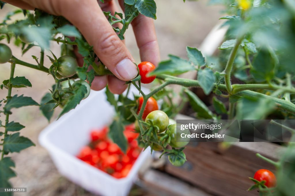 Jardin - Récolte de tomates cerises