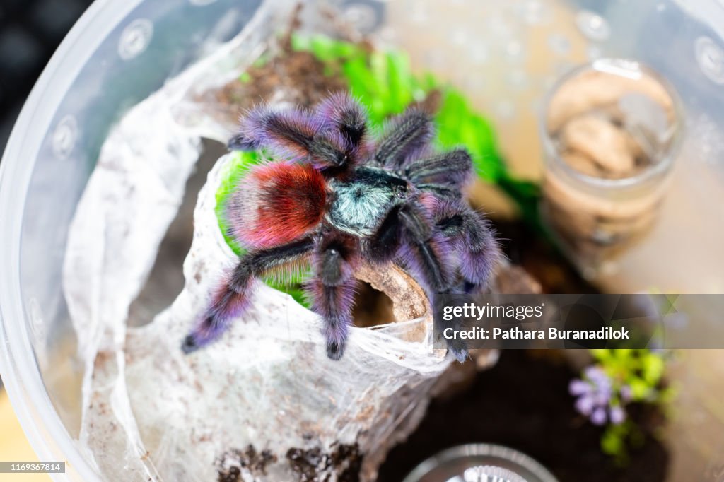 Caribena versicolor Tarantula
