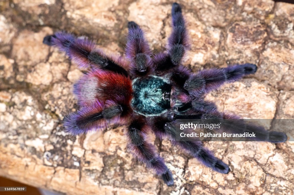 Caribena versicolor Tarantula