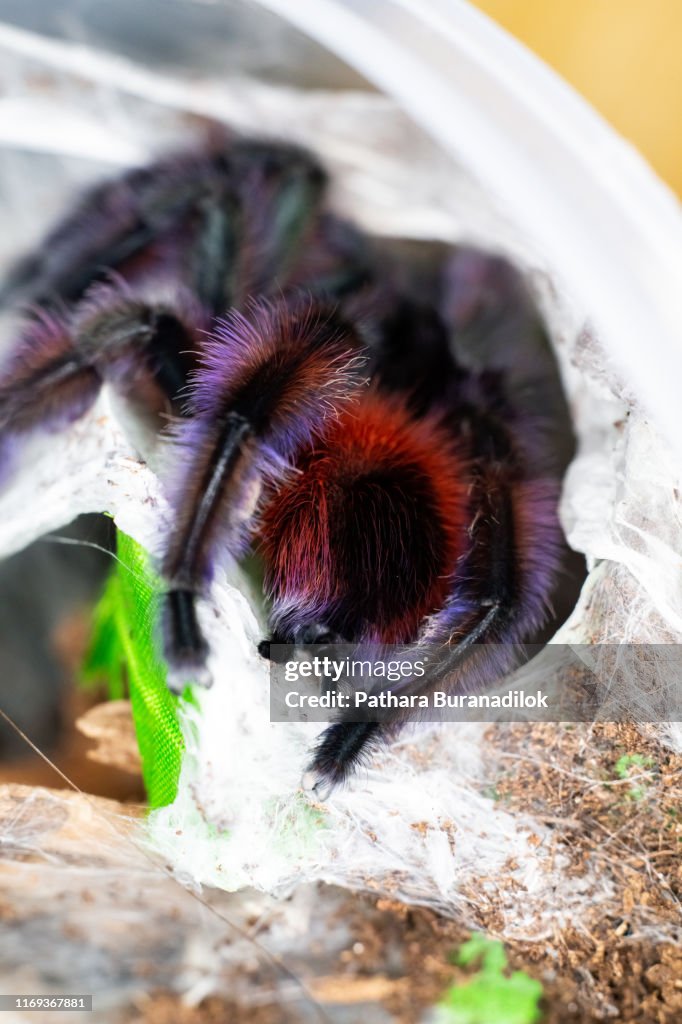 Caribena versicolor Tarantula