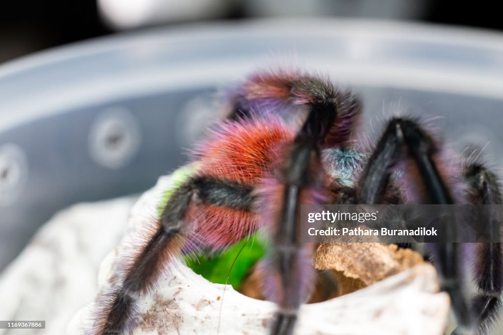 Caribena versicolor Tarantula