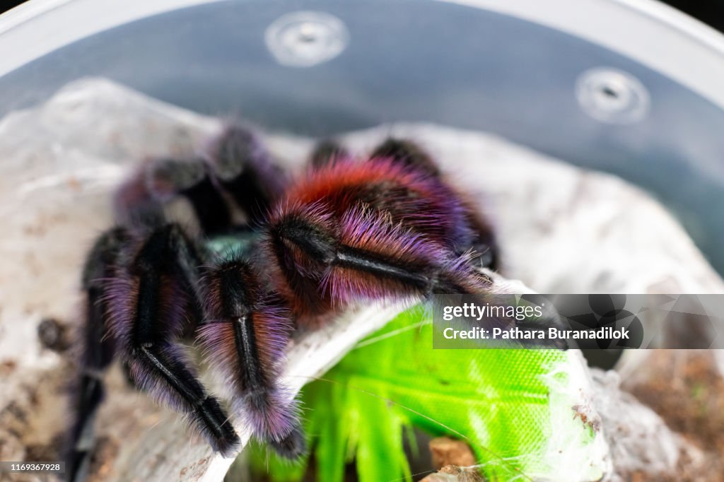 Caribena versicolor Tarantula