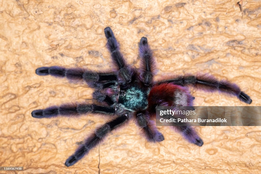 Caribena versicolor Tarantula