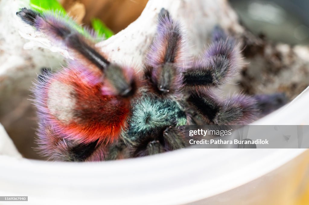 Caribena versicolor Tarantula