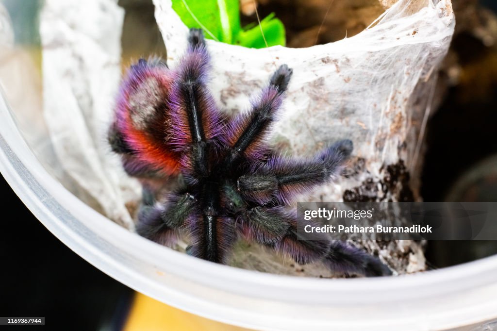 Caribena versicolor Tarantula