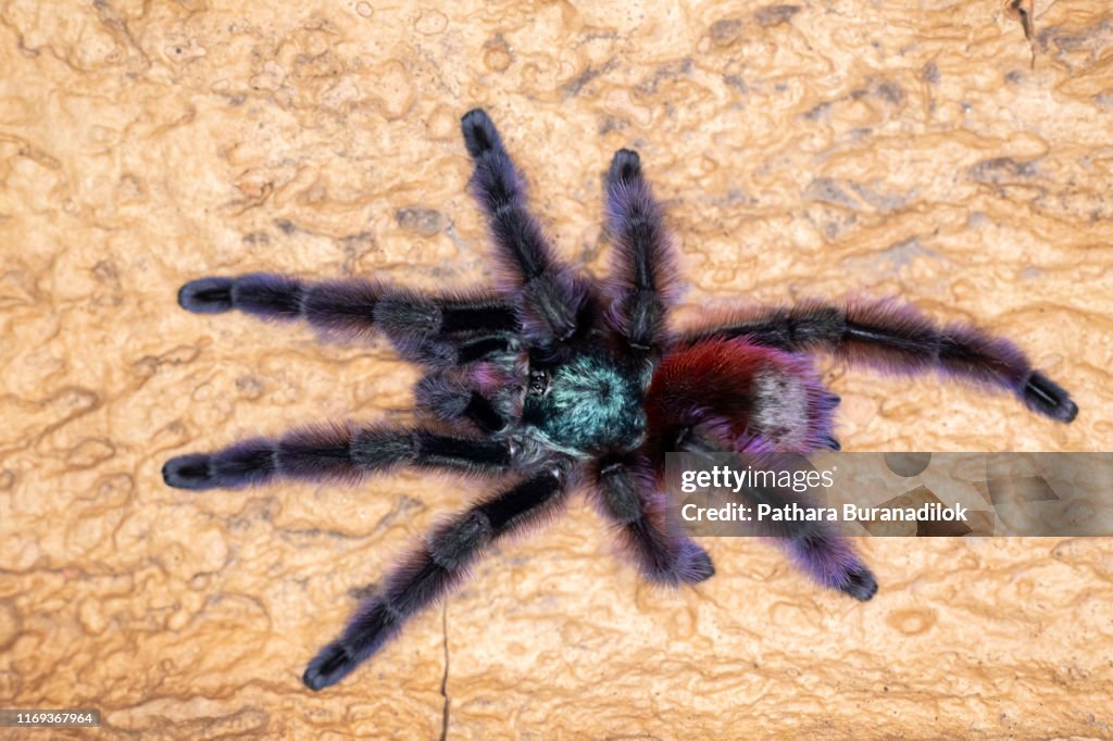Caribena versicolor Tarantula