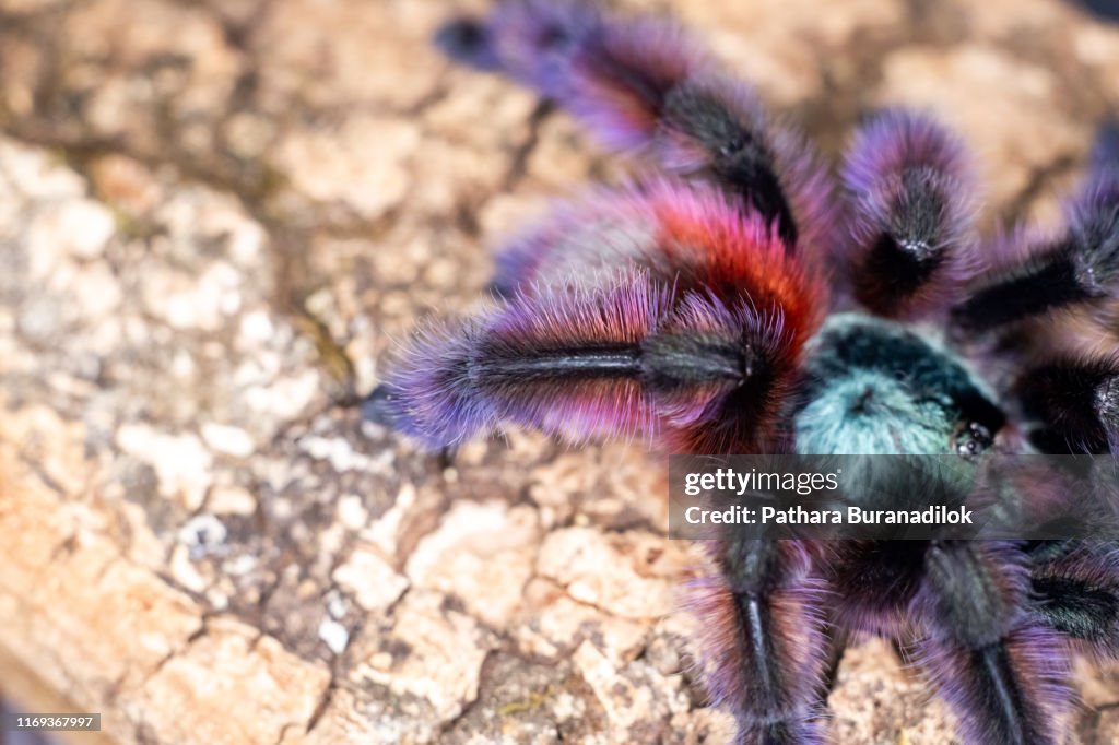 Caribena versicolor Tarantula