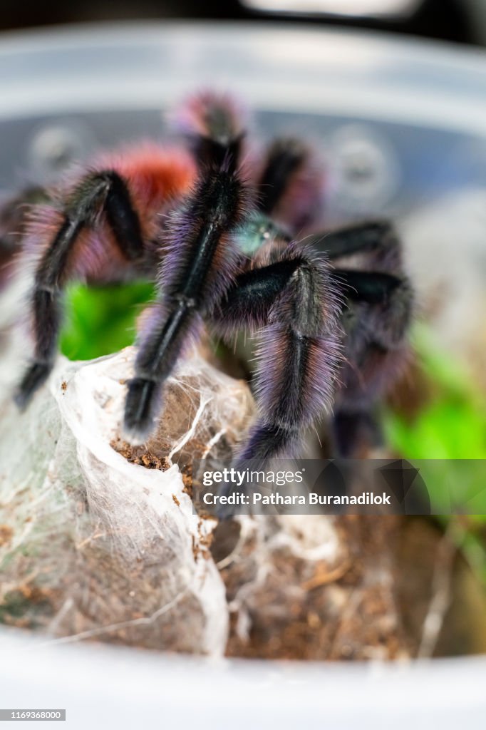 Caribena versicolor Tarantula