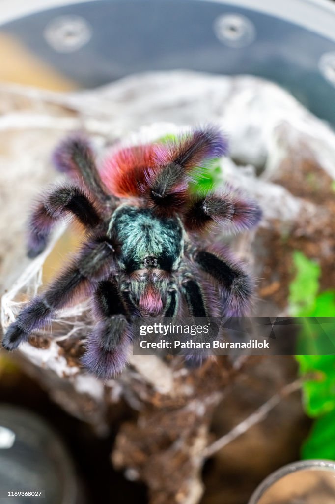 Caribena versicolor Tarantula
