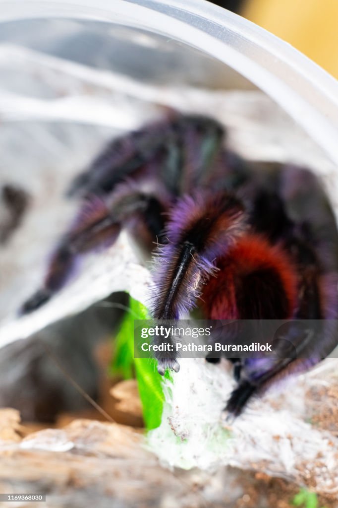 Caribena versicolor Tarantula