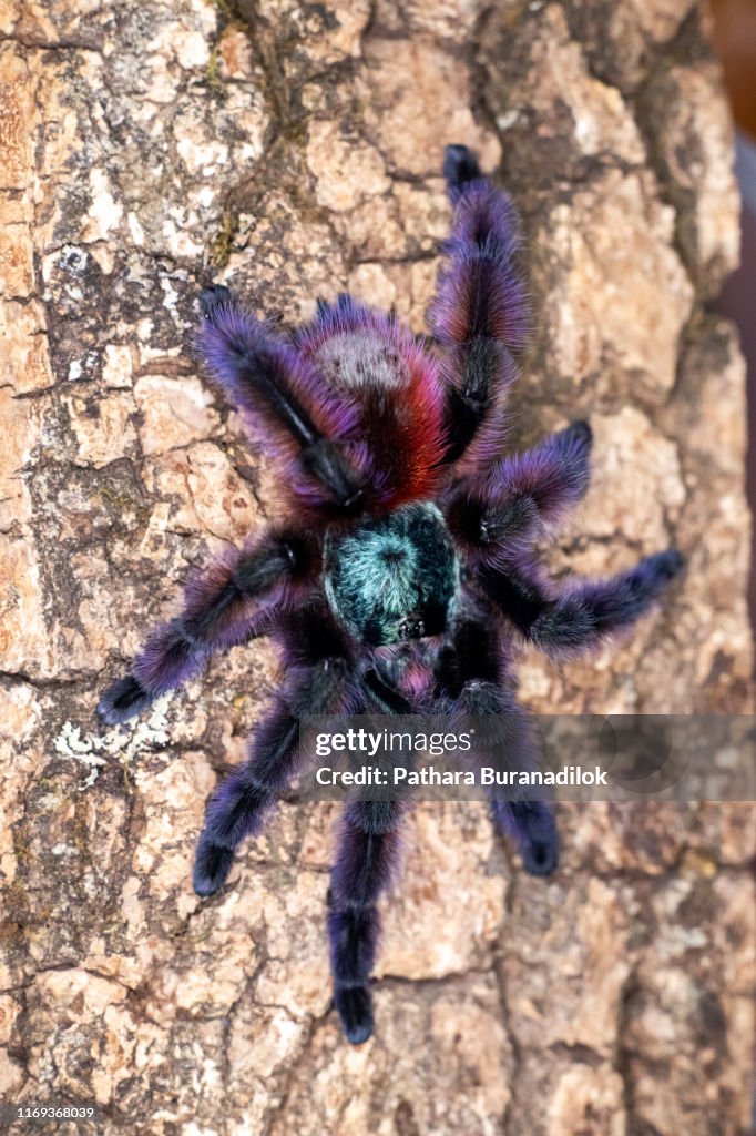 Caribena versicolor Tarantula