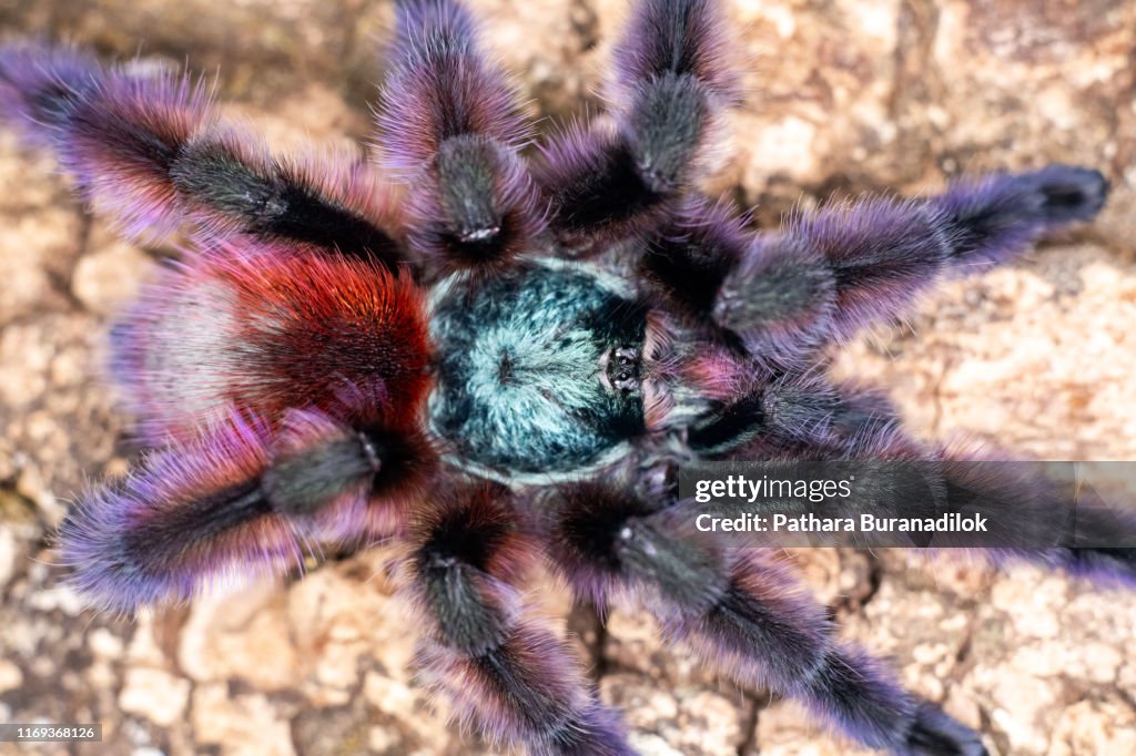 Caribena versicolor Tarantula