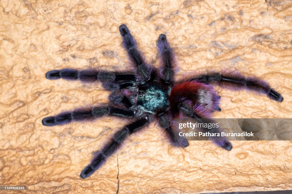 Caribena versicolor Tarantula
