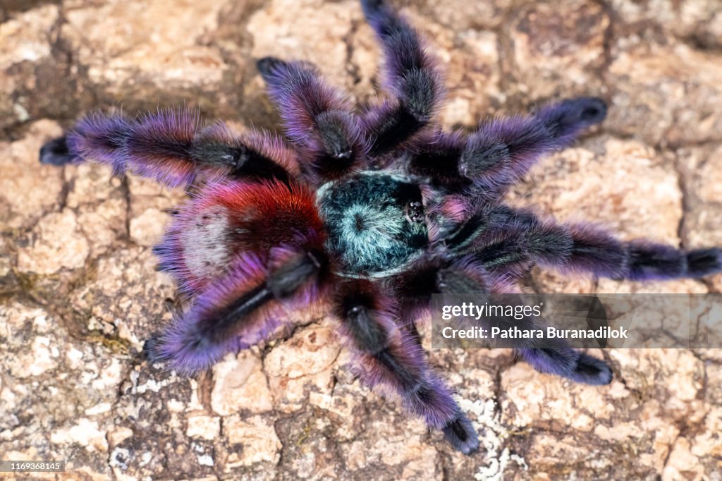 Caribena versicolor Tarantula