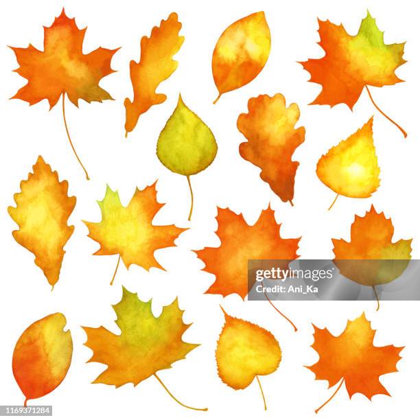 stockillustraties, clipart, cartoons en iconen met aquarel herfst bladeren - vallende bladeren