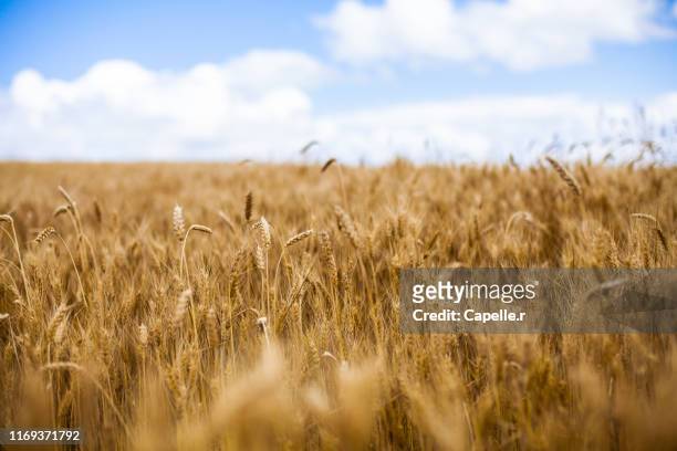 agriculture - champs de blé - wheat grain 個照片及圖片檔