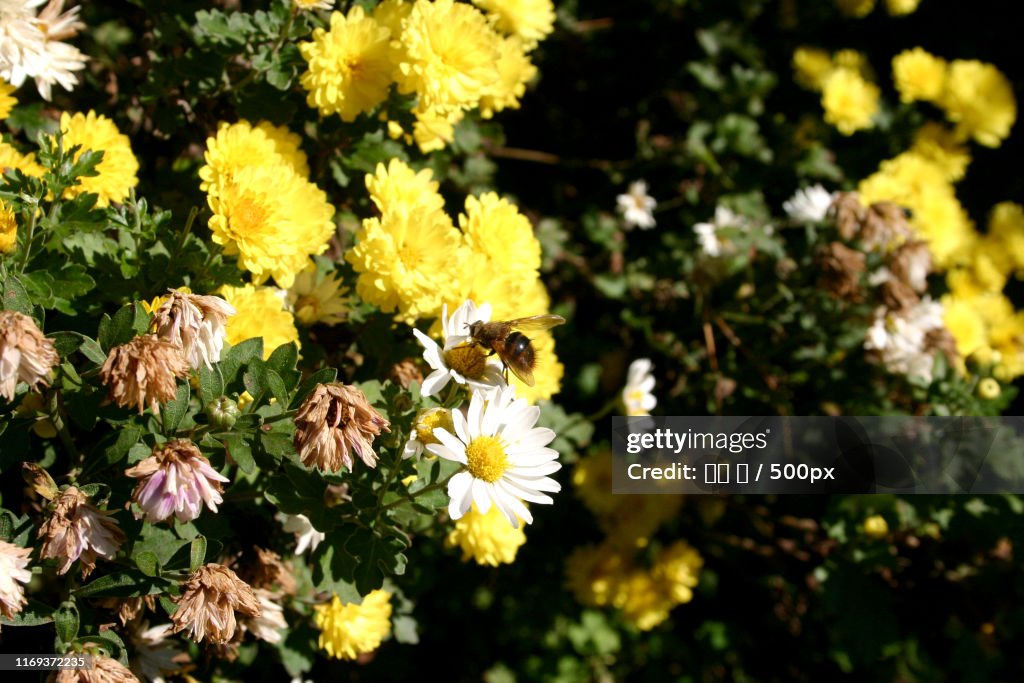 Bee