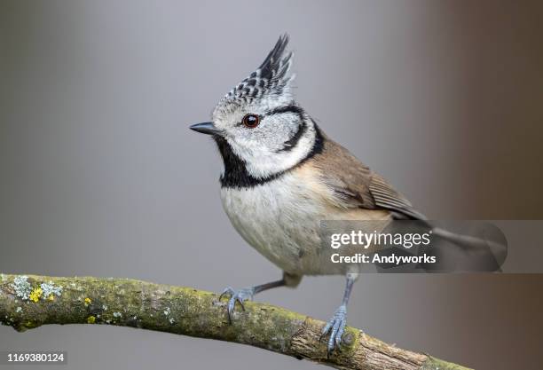 crested tit - titmouse stock pictures, royalty-free photos & images