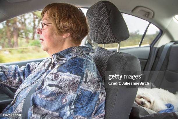 senior woman driving car to take her dogs to grassland for morning exercise - launceston australia stock pictures, royalty-free photos & images