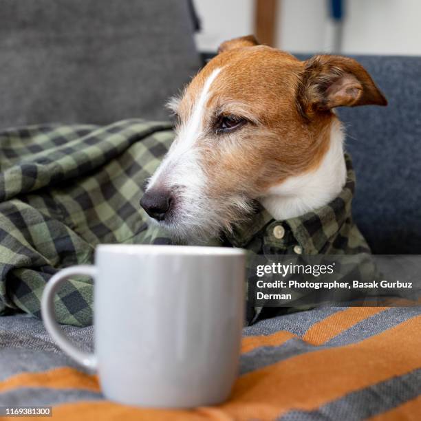 a sleepy parson terrier dog wearing a checked shirt sitting on a sofa with a cup of coffee - monday coffee stock pictures, royalty-free photos & images