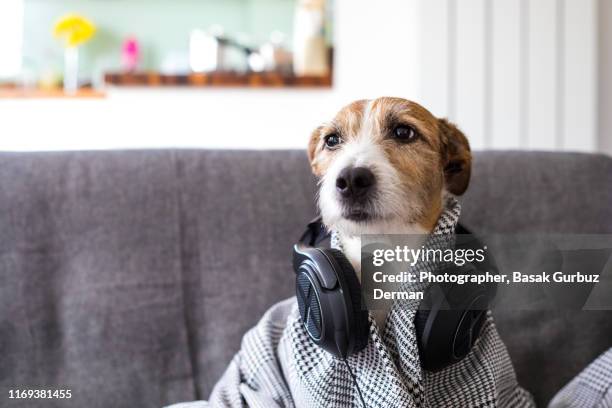 a parson terrier dog wearing a checked plaid patterned jacket with headphones around neck, sitting on a sofa - dog dj - fotografias e filmes do acervo