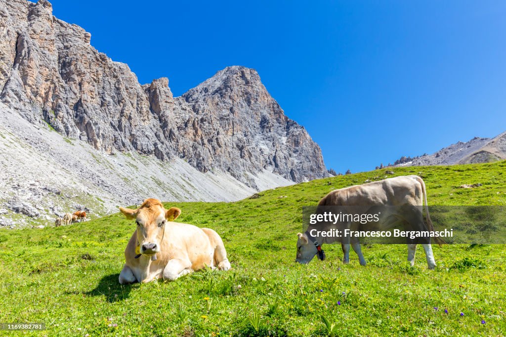 Cow grazing on the grass in the Alps.