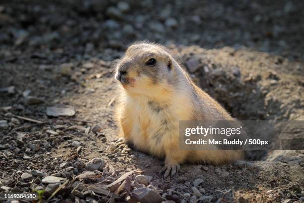 good morning sun - woodchuck fotografías e imágenes de stock