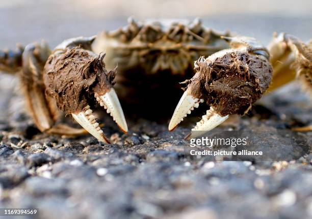 September 2019, Lower Saxony, Thedinghausen: A Chinese mitten crab hikes along a road near the district of Werder. The species has been living in...