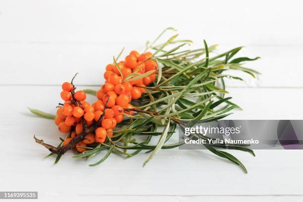 seabuckthorn berries branch on wooden background. copy space, close-up. - buckthorn stock pictures, royalty-free photos & images
