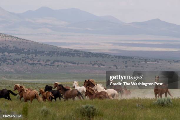 Herd of wild horses canters in the Triple B Complex, which is managed by the Bureau of Land Management, near Ely, NV on July 8, 2019. The herd was...