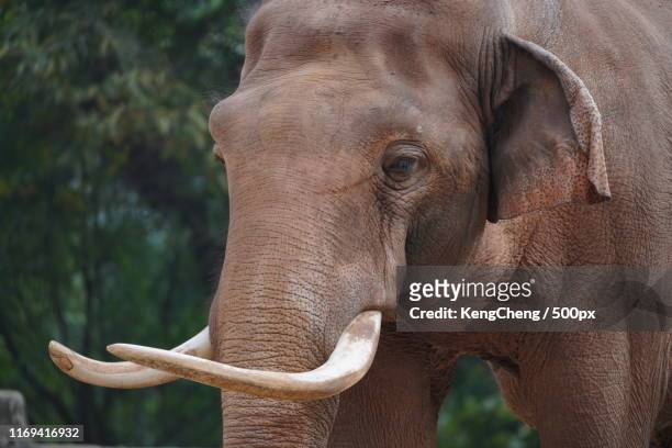 animal image - asian elephant stock pictures, royalty-free photos & images