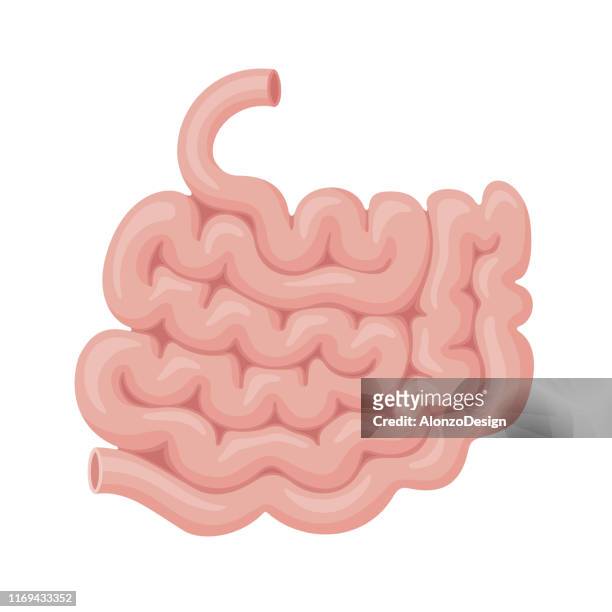 illustrations, cliparts, dessins animés et icônes de intestin. organe interne humain. - digestive system