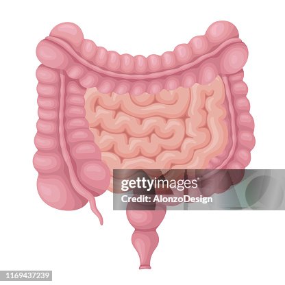 Intestino crasso e tenue. Organi interni umani. Intestino crasso e tenue. Organi interni umani.