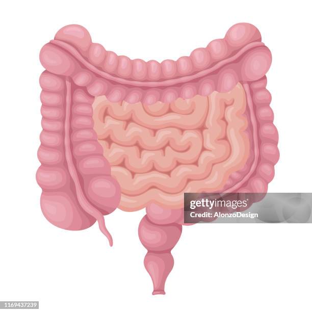 bildbanksillustrationer, clip art samt tecknat material och ikoner med stora och tunntarm.  mänskliga inre organ. - liten