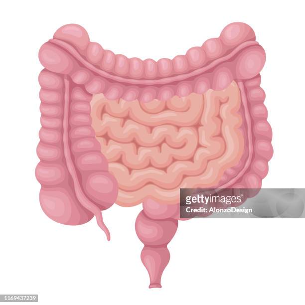 large and small intestine.  human internal organs. - gut stock illustrations