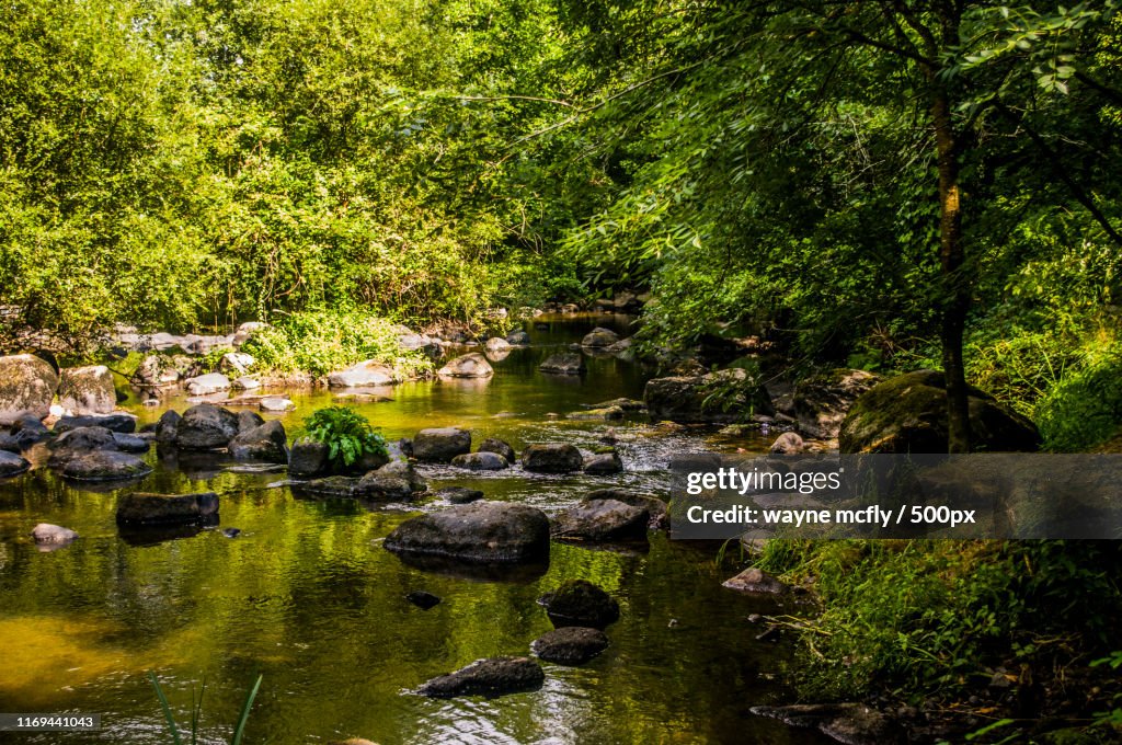 View of rocky stream in forest